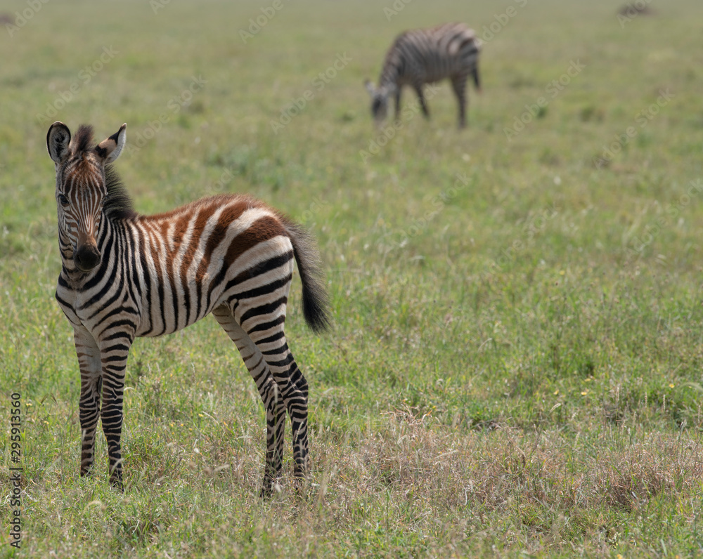 Obraz premium Zebra kid