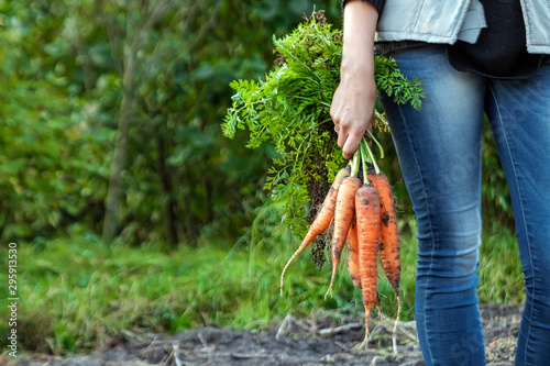 Farmer girl holding fresh orange carrots in her hands, close-up, organic fruits. The concept of a garden, cottage, harvest.