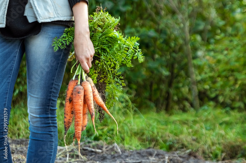 Farmer girl holding fresh orange carrots in her hands, close-up, organic fruits. The concept of a garden, cottage, harvest.