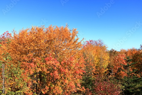 Autumn leaves with the blue sky background © Dynamoland