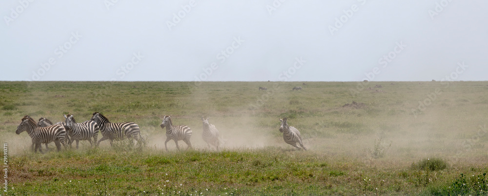 Running zebras Running zebras
