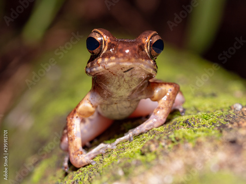 Brown Marsh Frog (Pulchrana baramica) in Bako National Park, Borneo