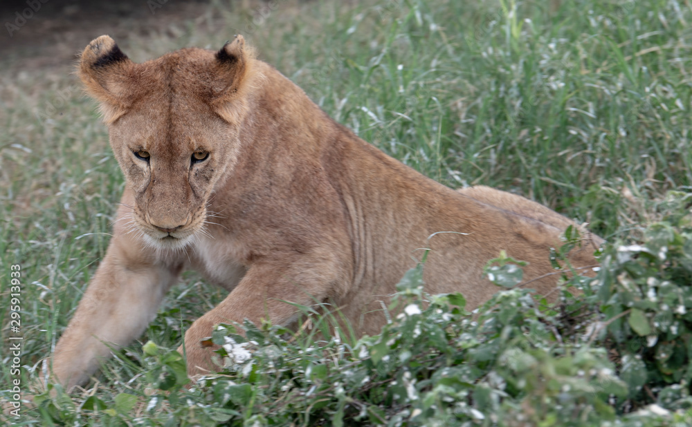 Cute lion Cute lion