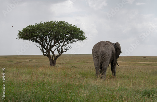 Elephant and the tree