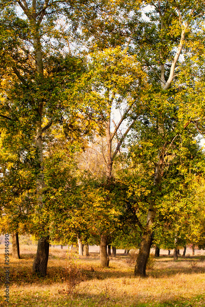 Naklejka premium Autumn background, yellowed leaves on the poplar trees.