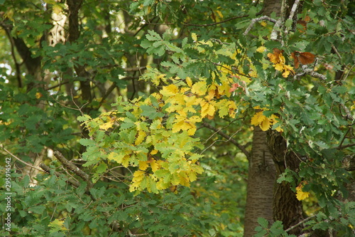 Les plus beaux feuillages d’automne prolongent en beauté les floraisons estivales et permettent une transition en douceur à la nudité de l’hiver.  photo