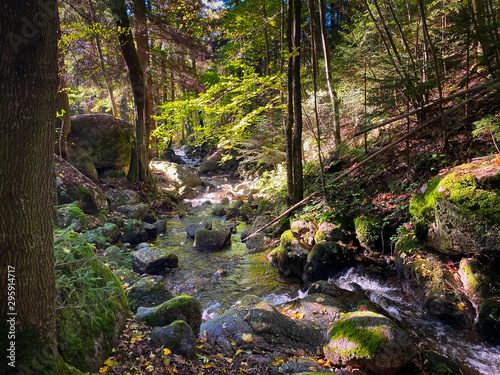 Bach im Wald