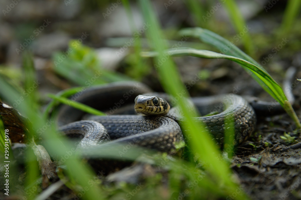 Natrix, Snake, Colubridae in the forest, close up. Natrix, Snake, Colubridae in the forest, close up.