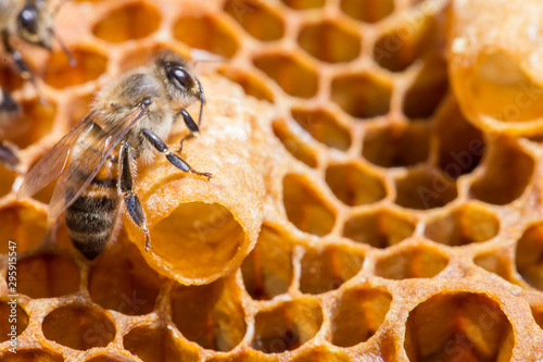 Bees work near the larva of the Queen Bee. Royal jelly in queen cell. bees and queen bees larvae on honeycomb © ihorhvozdetskiy