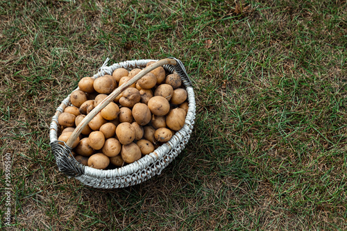 Fresh potatoes in a basket on the grass, organic vegetables. The concept of a garden, cottage, harvest.