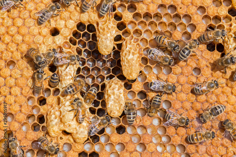 Bees Work Near The Larva Of The Queen Bee Royal Jelly In Queen Cell bees-work-near-the-larva-of-the-queen-bee-royal-jelly-in-queen-cell