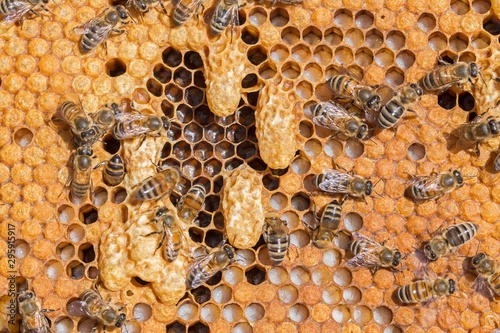 Bees work near the larva of the Queen Bee. Royal jelly in queen cell. bees and queen bees larvae on honeycomb