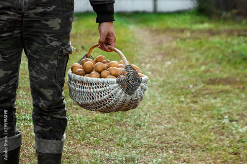The farmer holds in his hands fresh potatoes in a basket, organic vegetables, close-up. The concept of a garden, cottage, harvest.