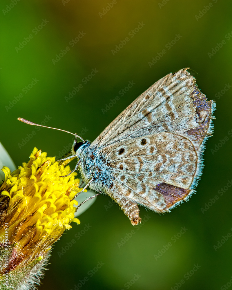 Hemiargus hanno Butterfly - Little gray and beige butterfly feeding on flower - Nature macro photography Hemiargus hanno Butterfly - Little gray and beige butterfly feeding on flower - Nature macro photography