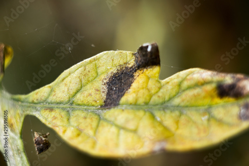 A close-up view of a diseased leaf of a plant that has attacked fungi.