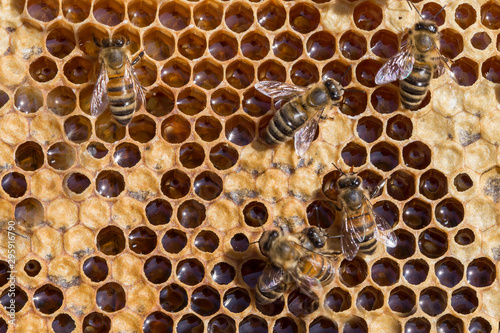 Bees working on honey comb filled with honey. closeup of bees on honeycomb in apiary. Bees on honey comb filled with honey, closeup. Close up view of the working bees on honeycells.