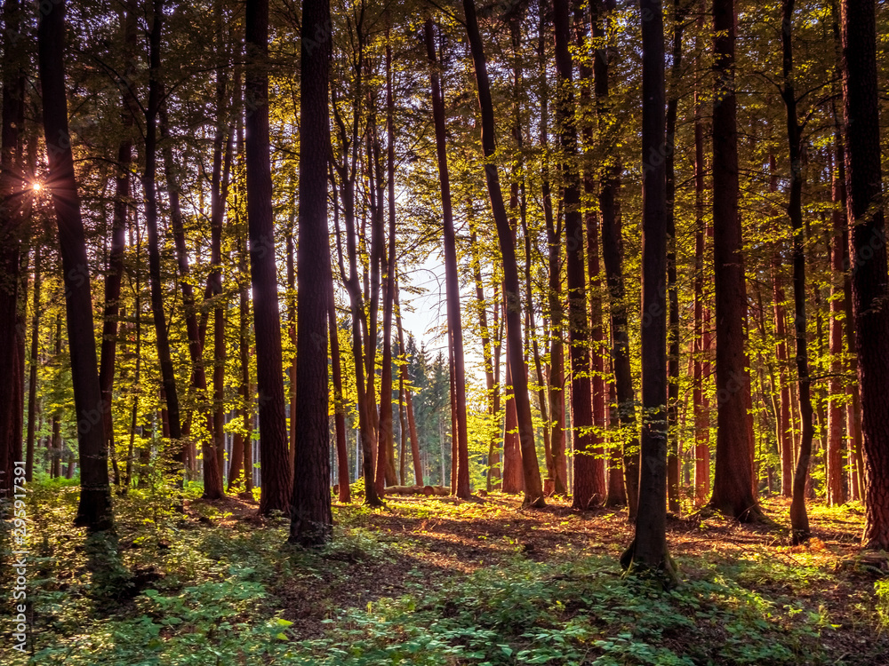 Fototapeta premium Bavarian Forest walk through in green summer impressions