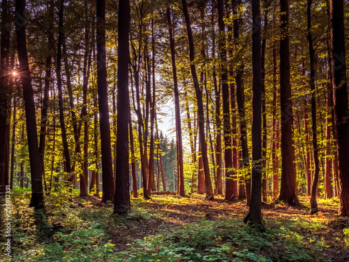 Bavarian Forest walk through in green summer impressions © Wolfgang Hauke