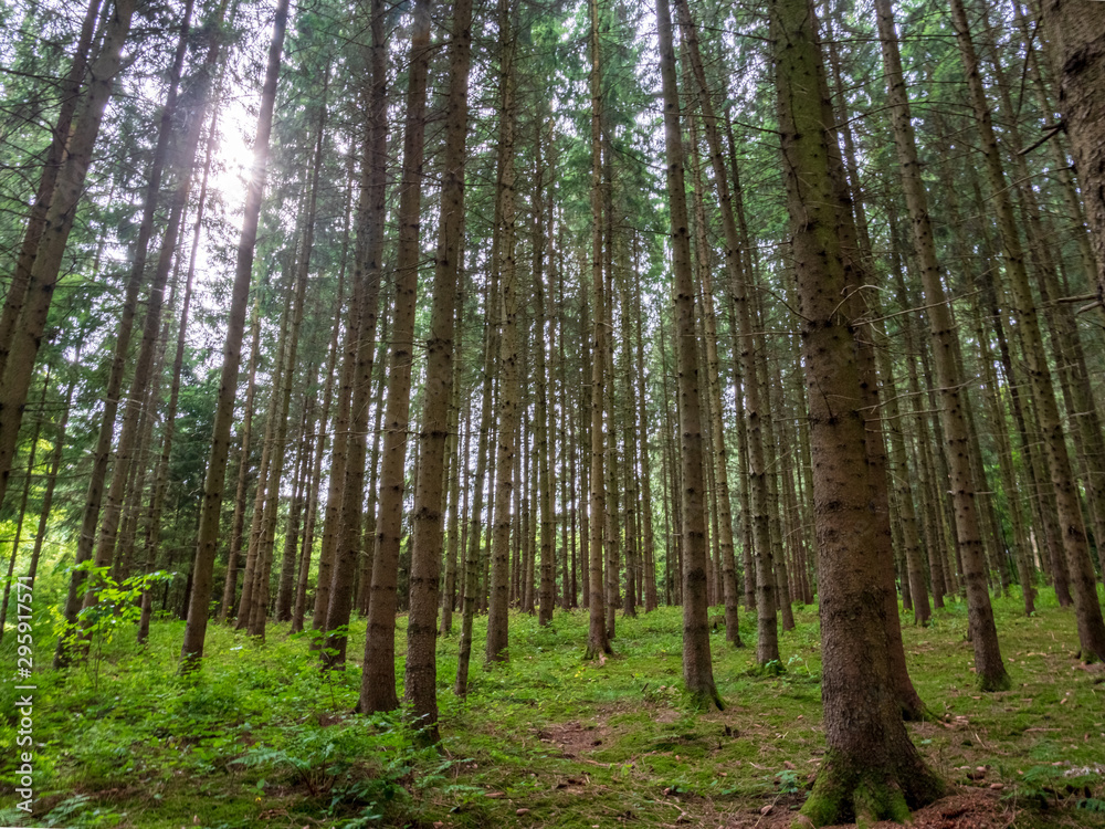 Bavarian Forest walk through in green summer impressions Bavarian Forest walk through in green summer impressions