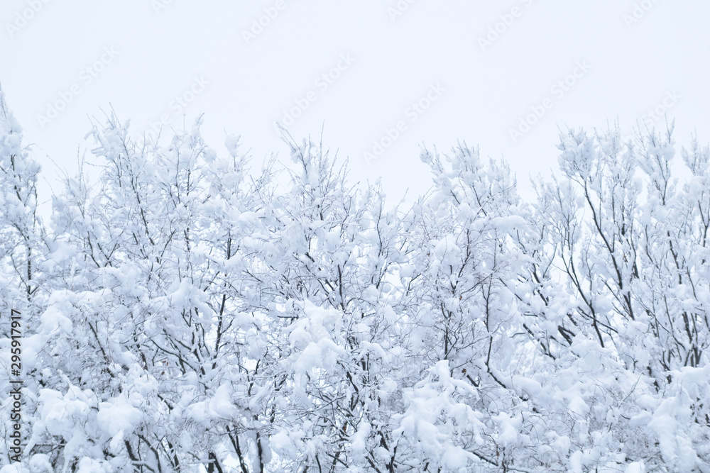 Landscapes of the winter forest with falling snow - wonderland park with snowfall. Snowy winter landscape scene - Image Landscapes of the winter forest with falling snow - wonderland park with snowfall. Snowy winter landscape scene - Image