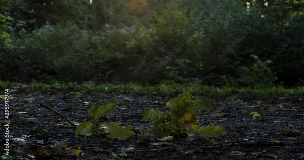 Timelapse video documenting the sunset behind the trees behind a fallen oak tree branch on the ground, 4k, 4096p, 25fps Timelapse video documenting the sunset behind the trees behind a fallen oak tree branch on the ground, 4k, 4096p, 25fps