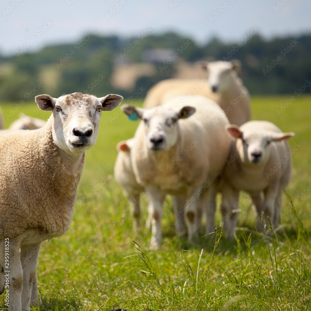 Fototapeta premium Mouton dans une prairie en France
