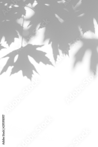 Overlay effect for photo. Gray shadow of the maple tree leaves on a white wall. Abstract neutral nature concept blurred background. Space for text. © Aleksandra Konoplya