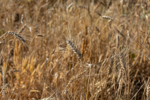 Golden wheat spikes ready for harvest growing in a field