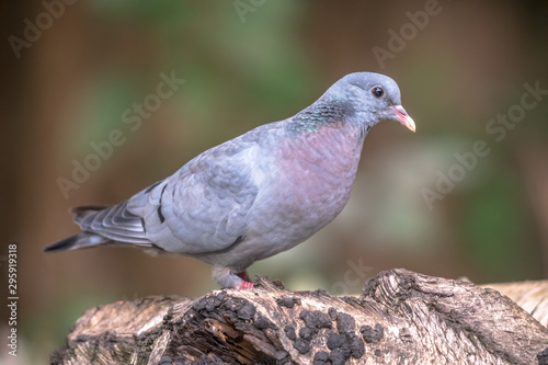 Stock dove in forest photo