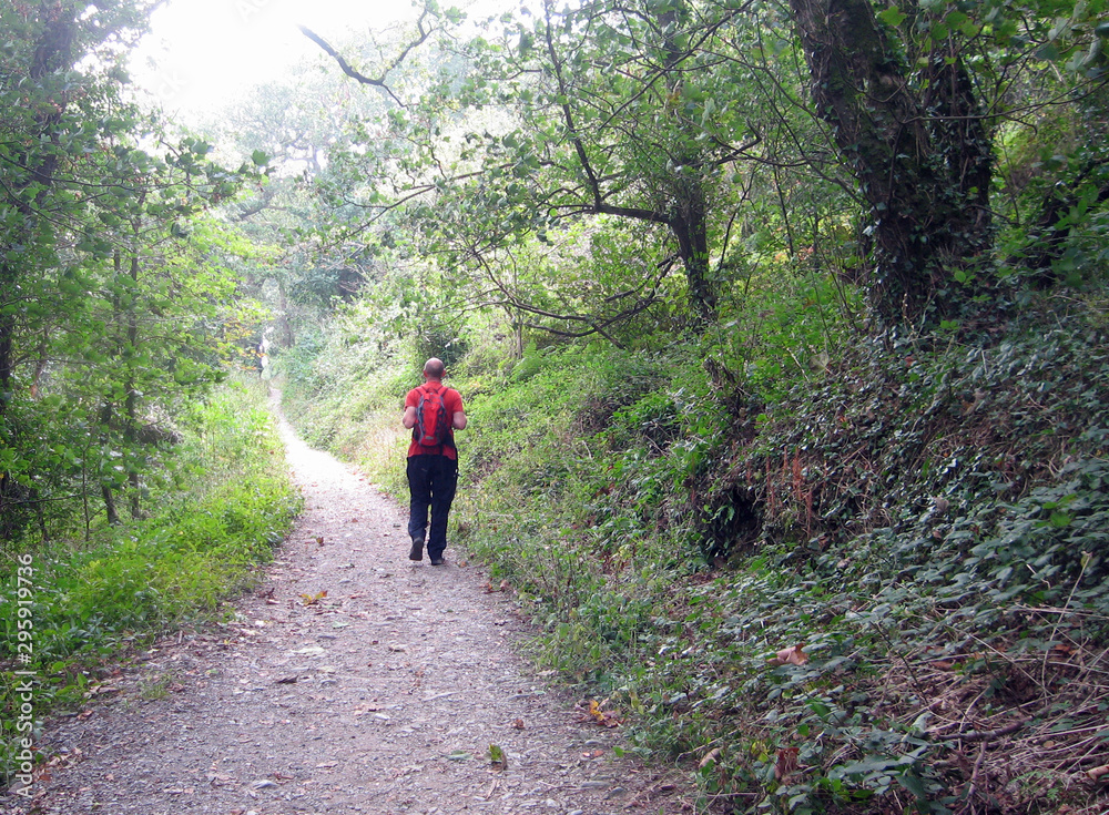 Lone walker woodland path