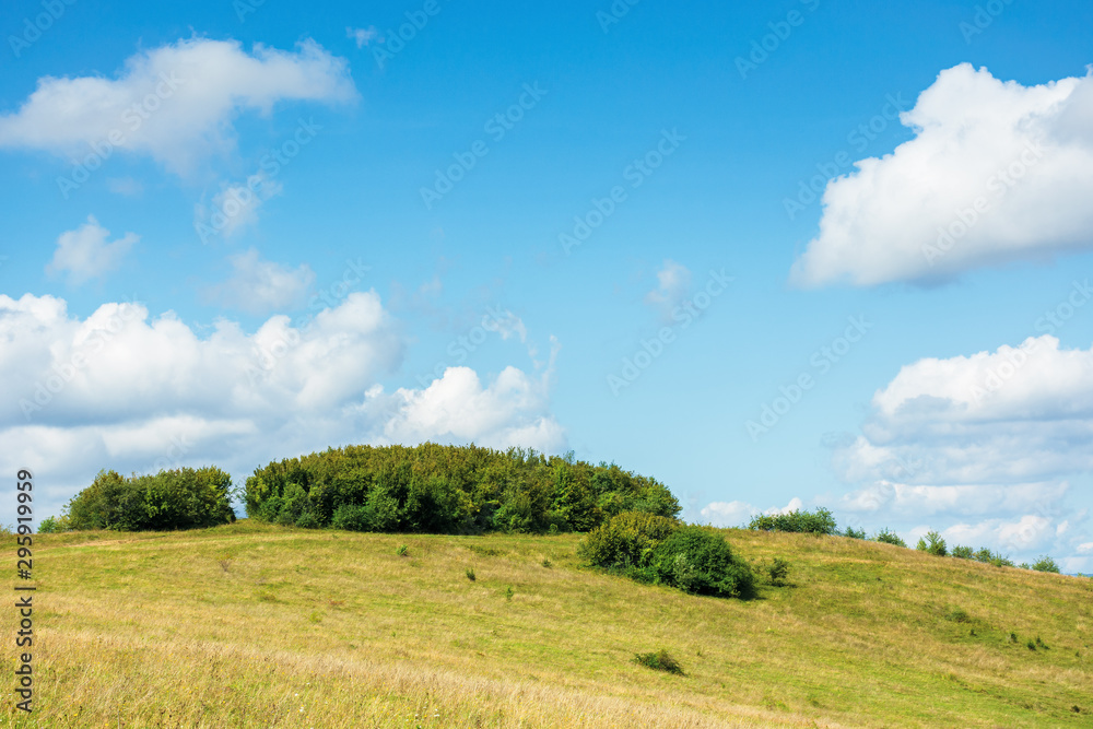 small forest on the hill. simple countryside scenery in early autumn or spring. blue sky with puffy clouds