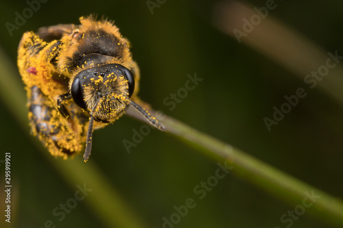 Bee on a stem