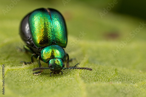 green beetle on leaf photo