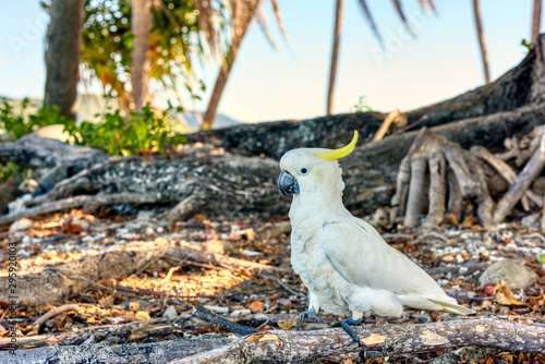 Portrait of a large white cockatoo bird in wildlife photo