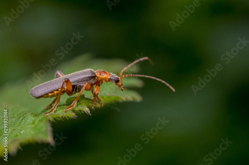 Soldier Beetle © chrisjatkinson