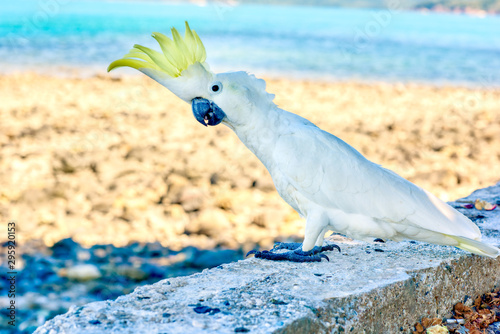 Portrait of a large white cockatoo bird in wildlife photo