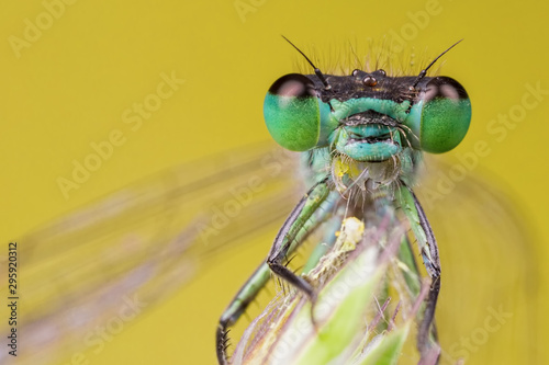 Damselfly with Mouth Open