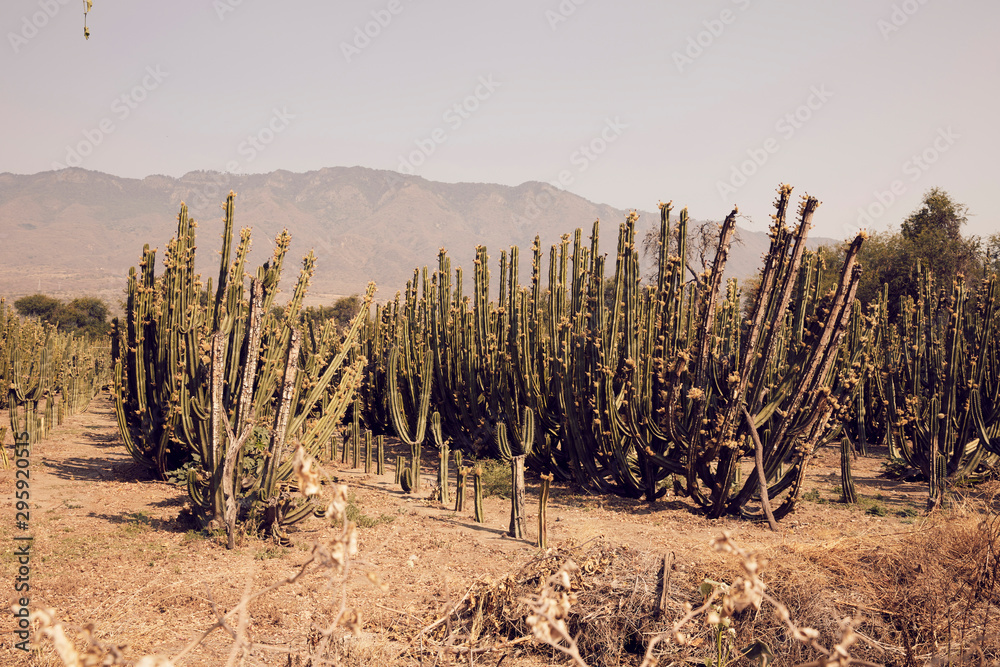 Cactus landscape in desert.