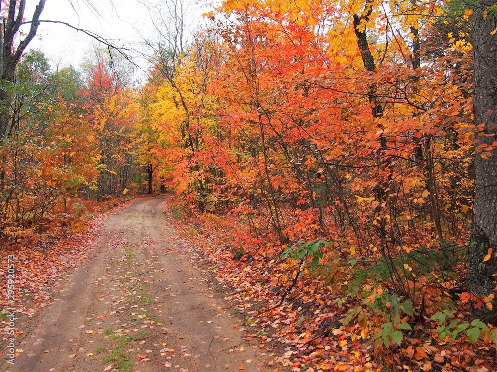 Path Less Taken Fall Colors Surrounding Path