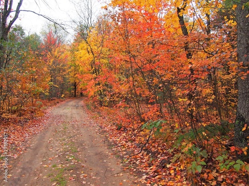Path Less Taken Fall Colors Surrounding Path