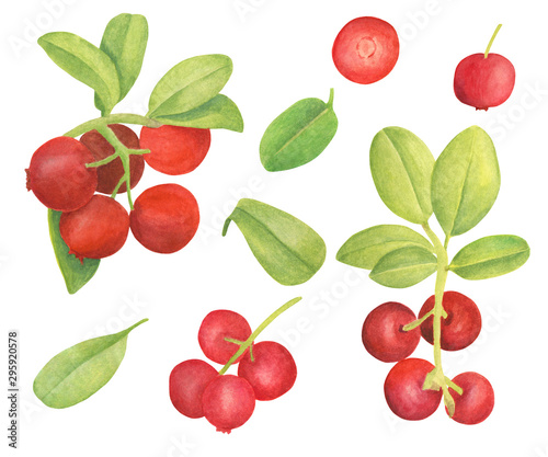 Watercolor cowberry set. Hand drawn branch with red berries and leaves. Forest plant for design, greeting card, wedding invitations, wallpaper, wrapping, food packaging.