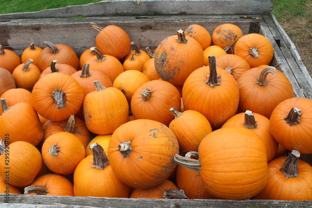 pumpkins for sale pumpkins for sale