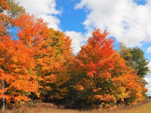 Colorful Fall Trees in Michigan