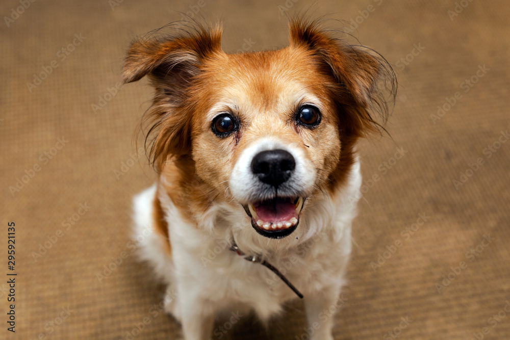 a cute dog looking at the camera, a smiling happy dog portrait closeup