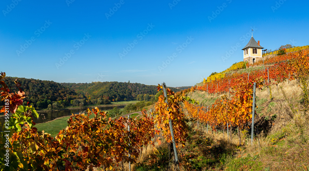 Weinberg im sonnigen Herbst mit bunt gefärbten Blättern und einem Weinbergshaus