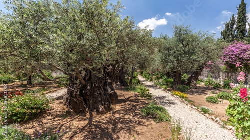 Nice view of garden Gethsemane