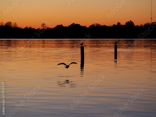 Seagull flying next to buoy on Lake Lansing © PamelaCarpenter
