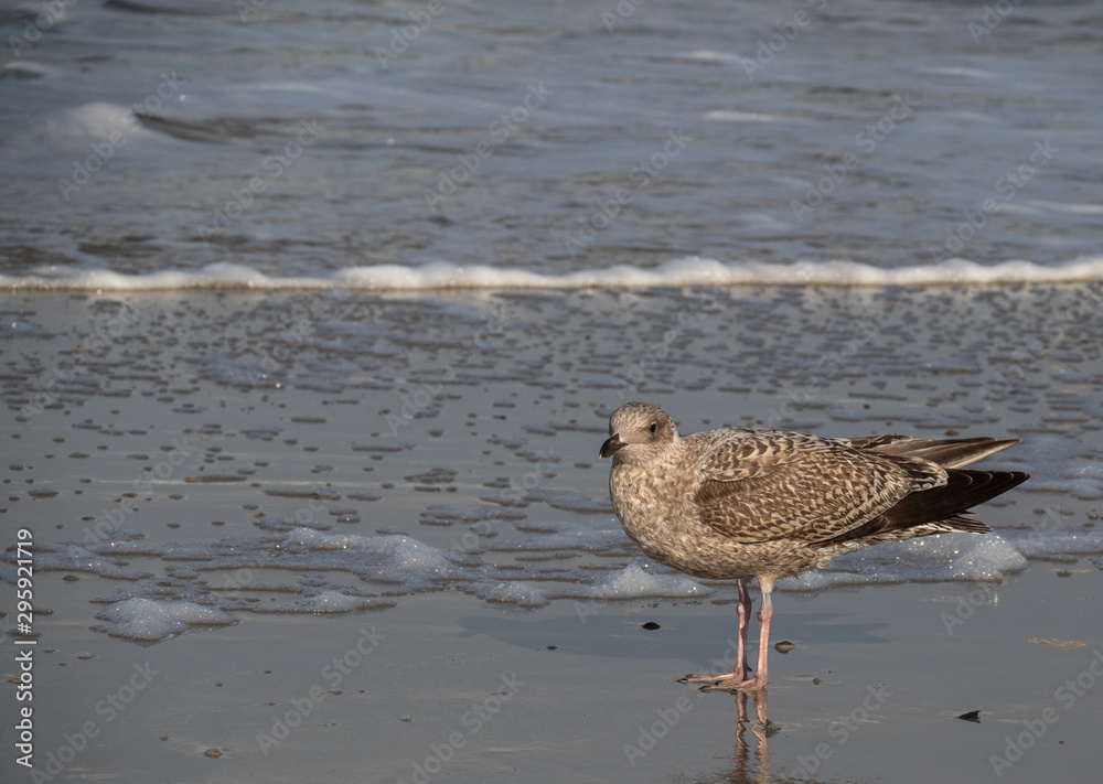 Seagull in the air and in the water and on the beach. Seagull in the air and in the water and on the beach.