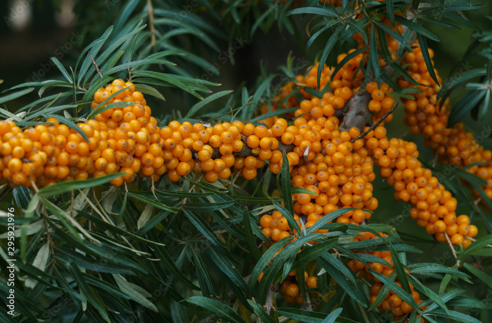 Sea buckthorn branches strewn with orange berries in the garden. Sea buckthorn branches strewn with orange berries in the garden.