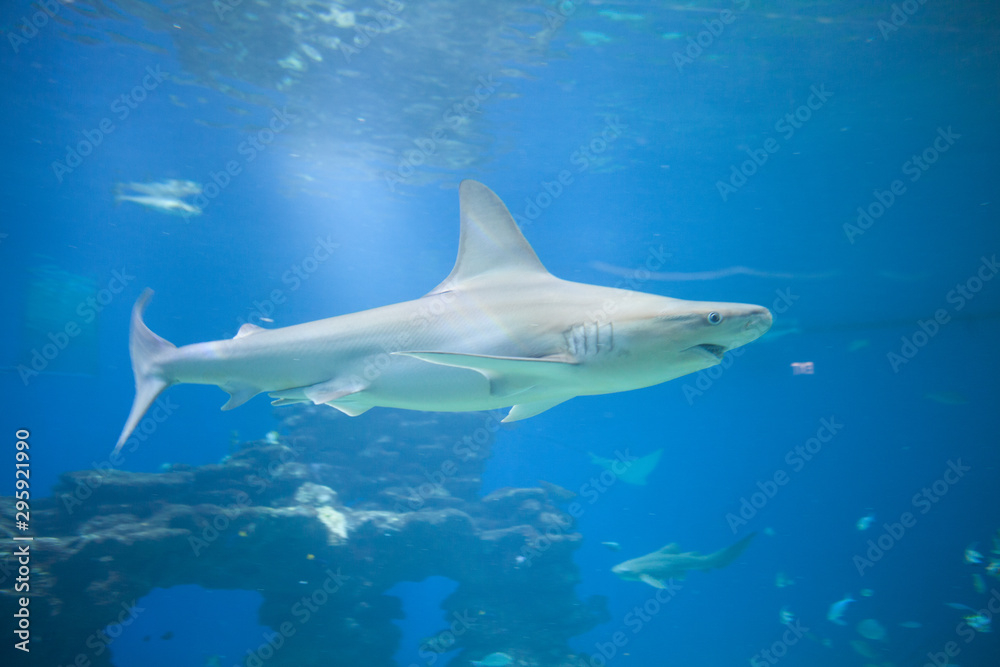 Fototapeta premium Nice view of big shark